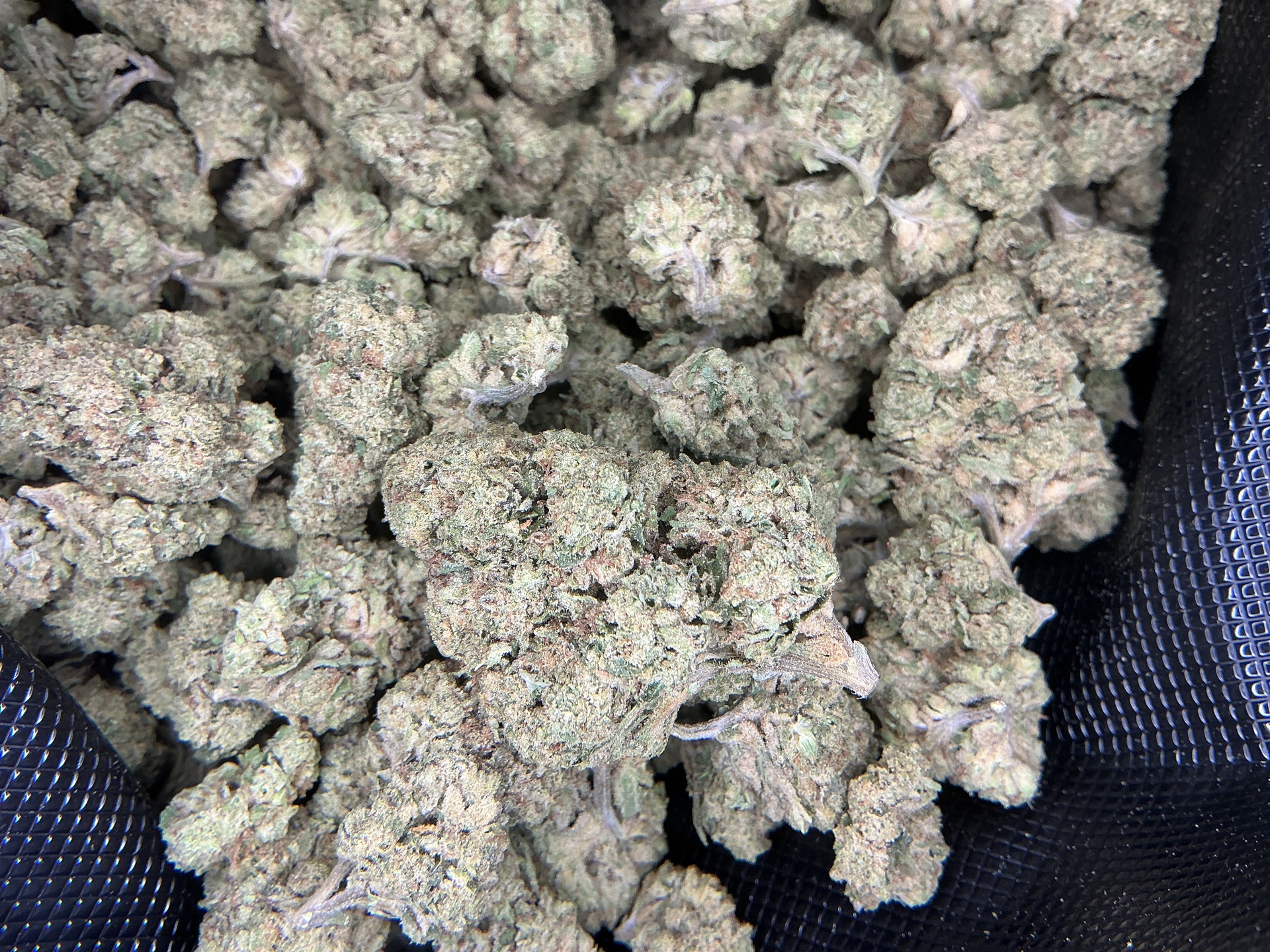 Amaretto Sour THCa Flower (Indoor) / 1 Gram